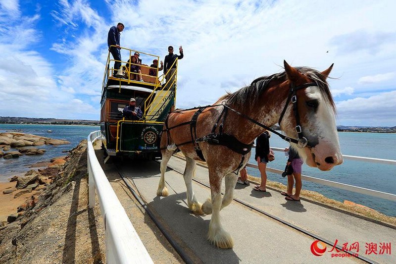 維克多港花崗巖島馬拉車（攝影 賀吉）